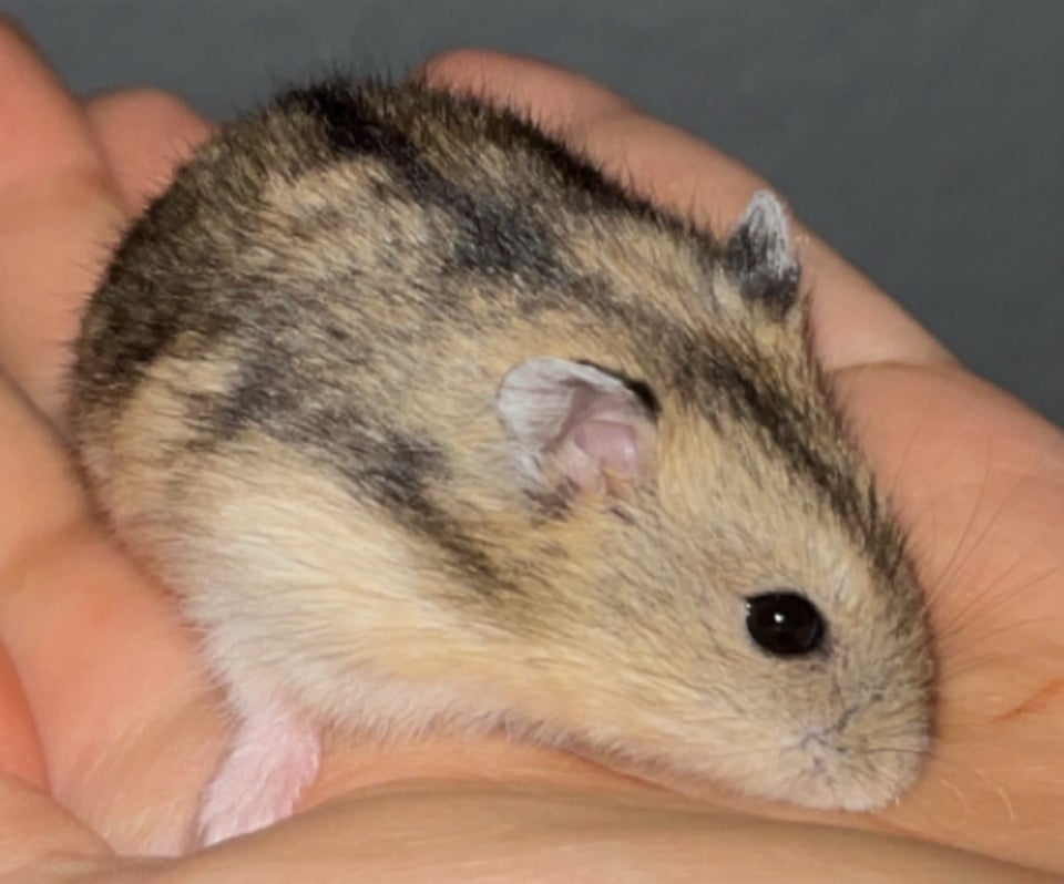 Hamster, Vinterhvid dværghamster