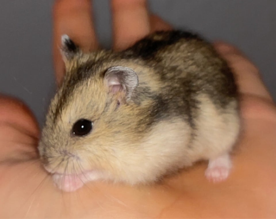 Hamster, Vinterhvid dværghamster