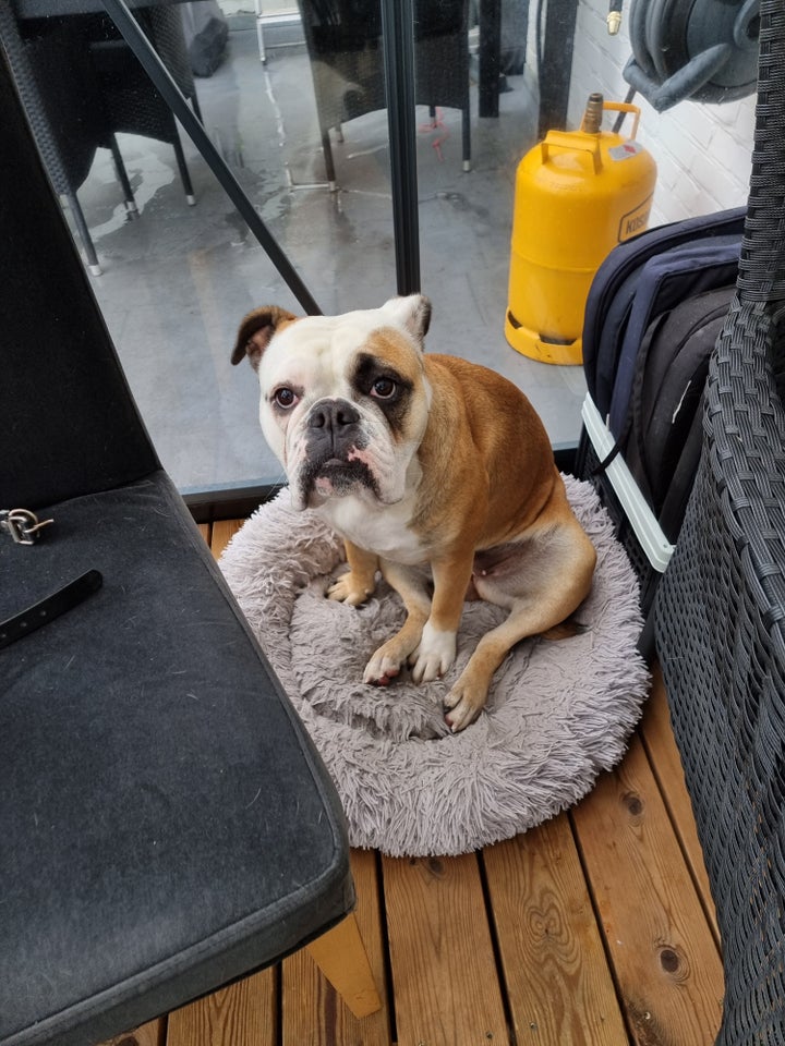 Old english bulldog/Boxer, hund, 2