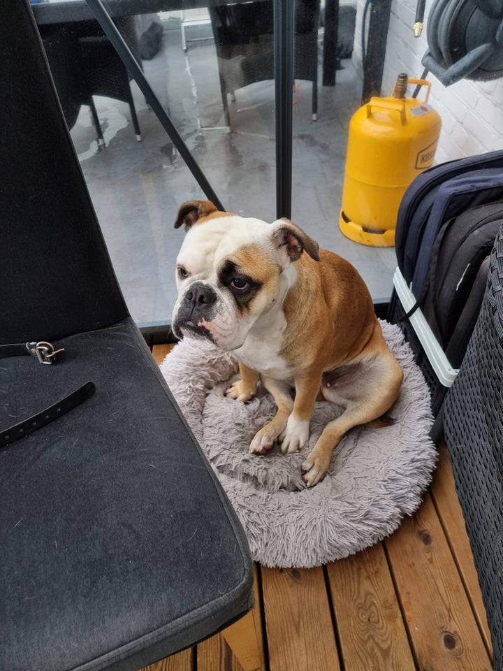 Old english bulldog/Boxer, hund, 2