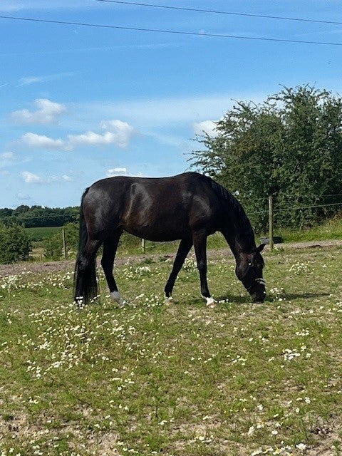 Dansk Varmblod, hoppe, 4 år