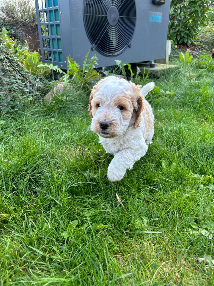 Cockapoo / cockerpoo hvalpe 6