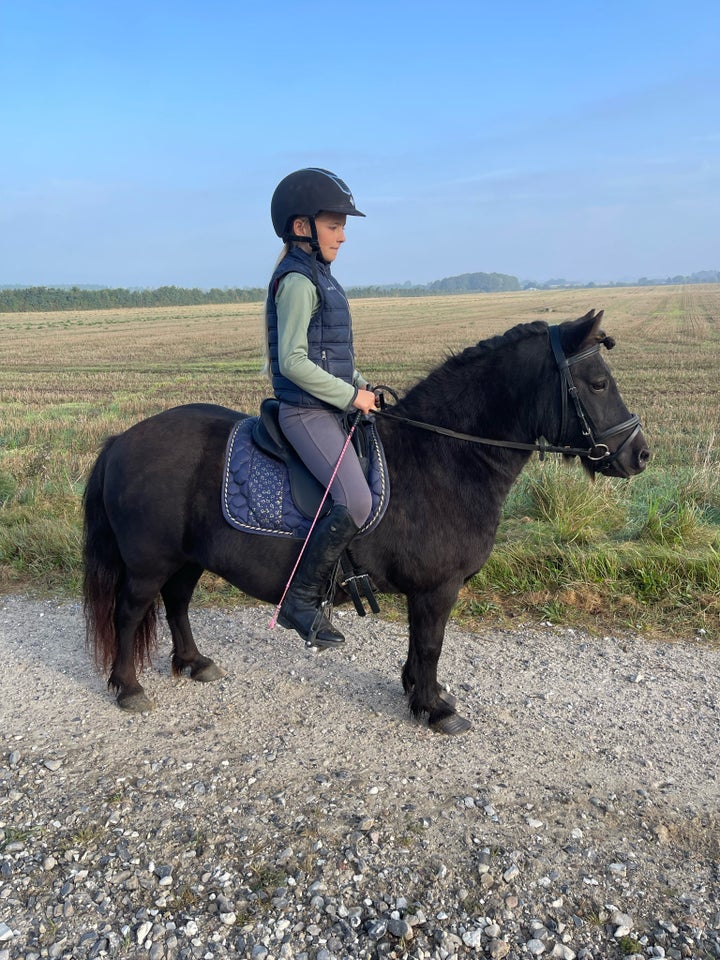 Shetlænder, hoppe, 14 år