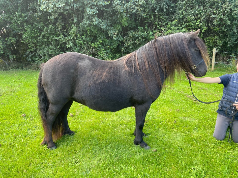 Shetlænder, hoppe, 14 år