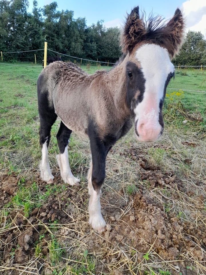 Irish Cob, hingst, 0 år