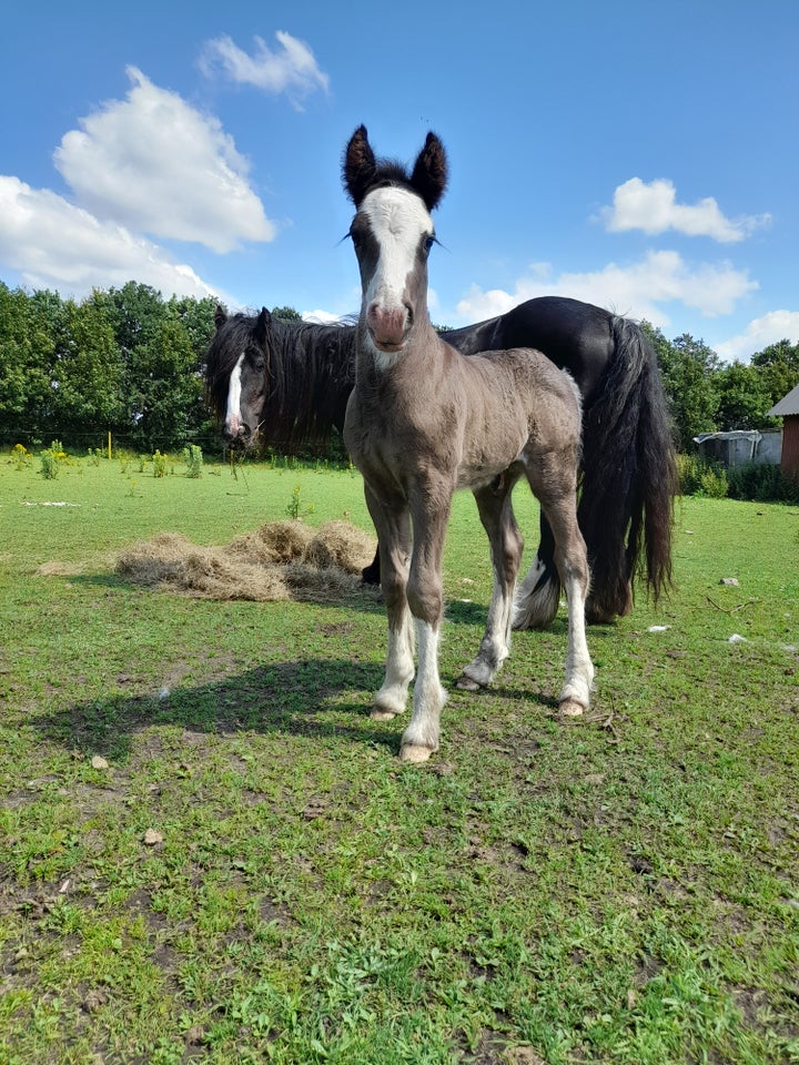 Irish Cob, hingst, 0 år