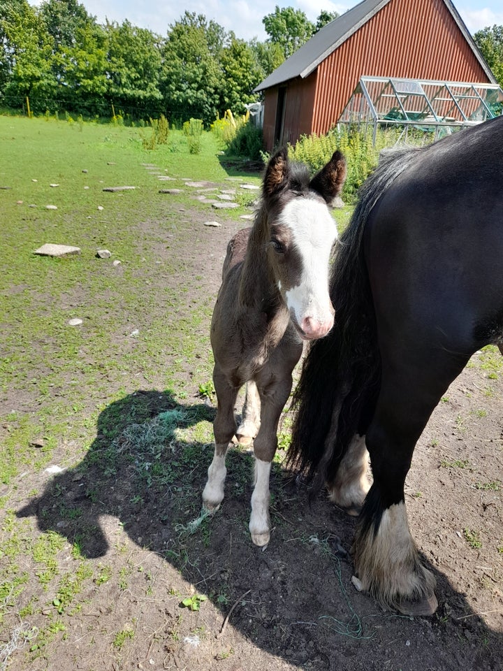 Irish Cob, hingst, 0 år