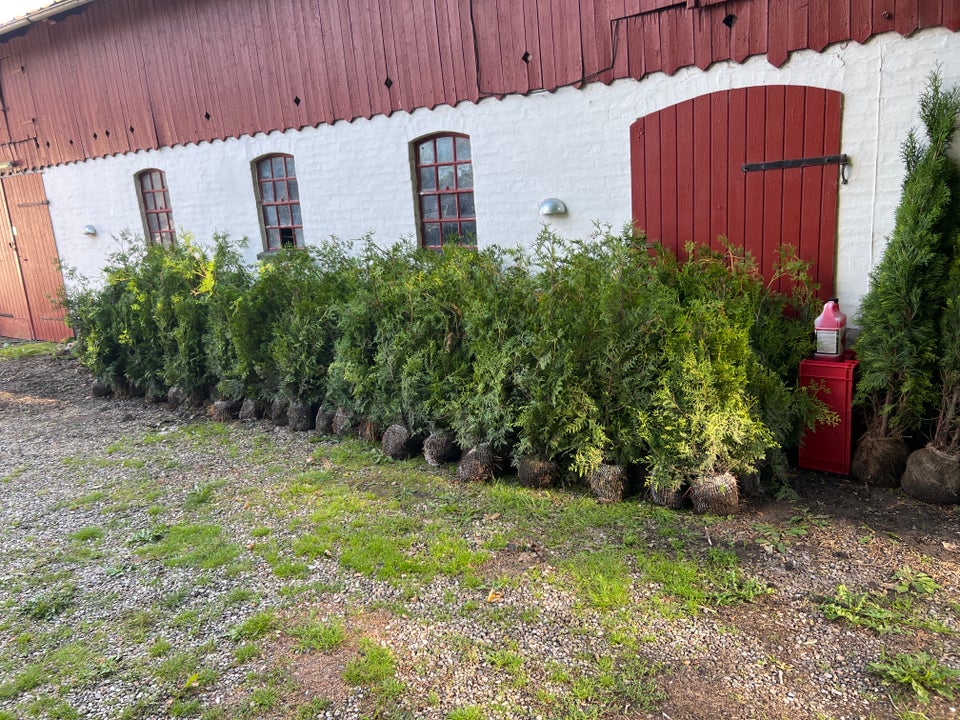 Thuja Smaragd Brabant