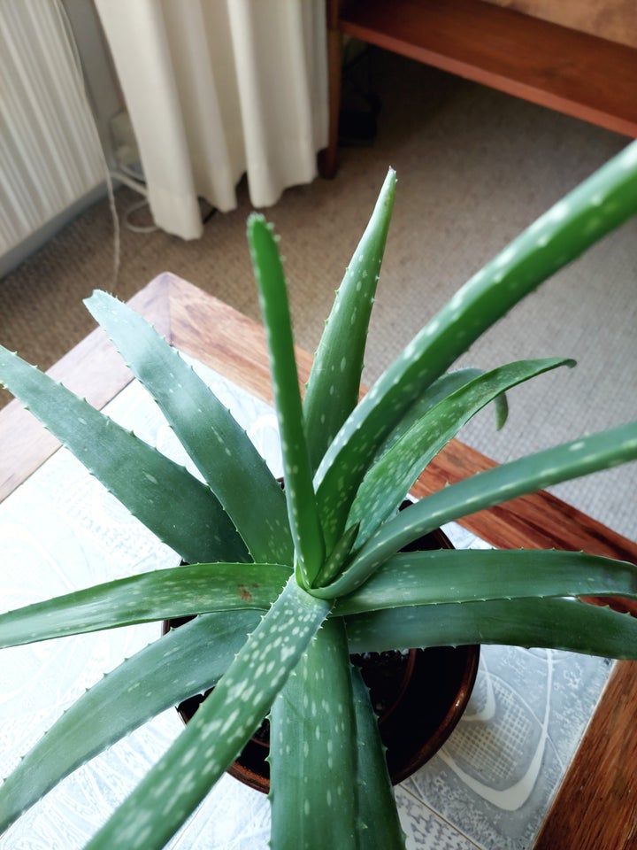 Aloe Vera