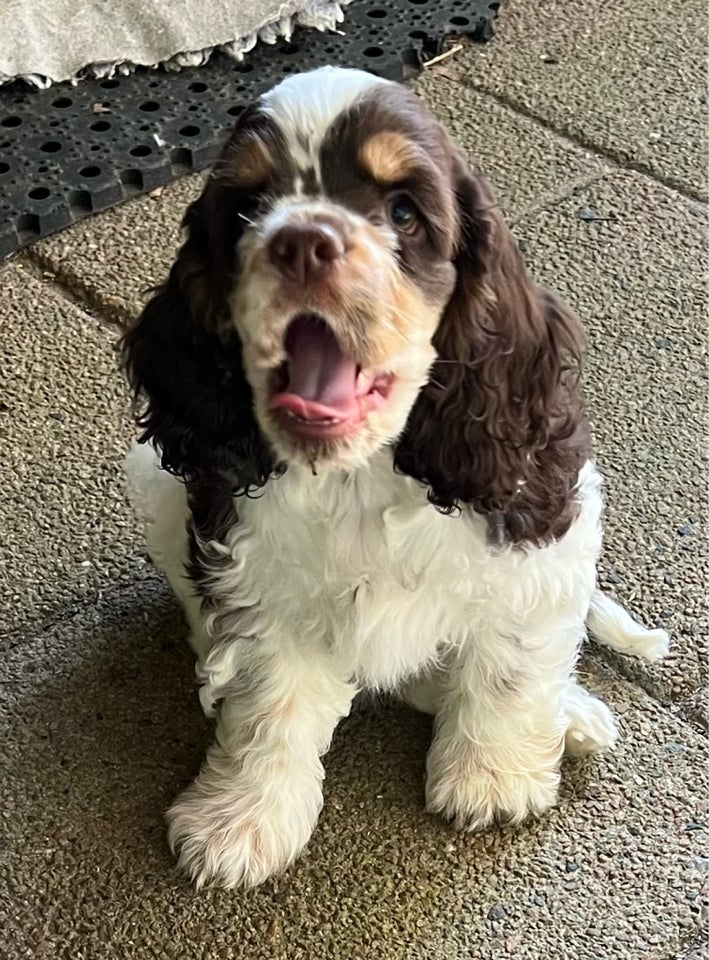 Amerikansk cocker spaniel