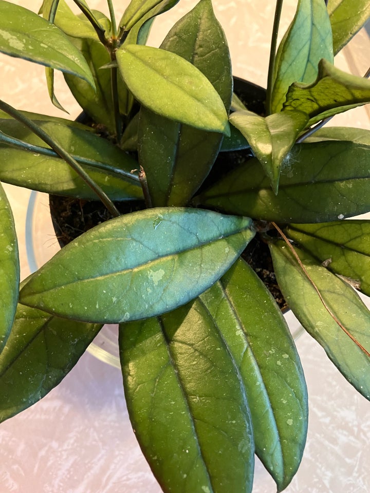 Stueplante, Hoya Crassipetiolata