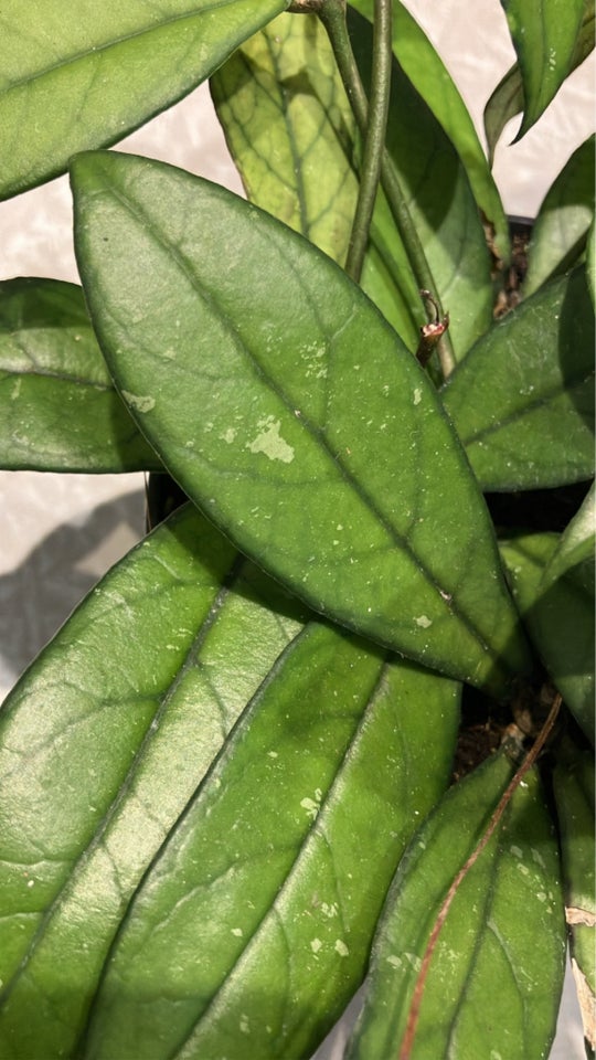 Stueplante, Hoya Crassipetiolata