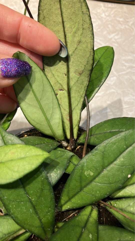 Stueplante, Hoya Crassipetiolata