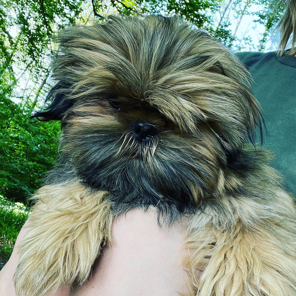 Shih Tzu / Shiranian, hvalpe, 5 uger