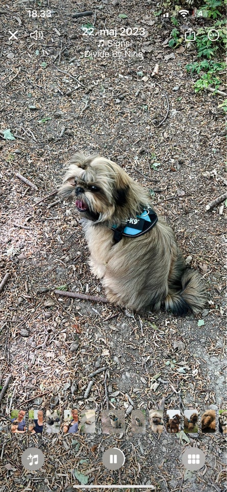 Shih Tzu / Shiranian, hvalpe, 5 uger