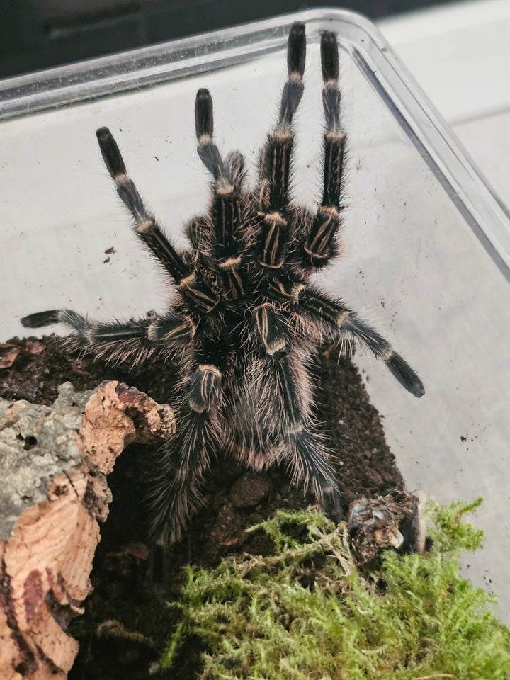 Edderkop Grammostola pulchripes