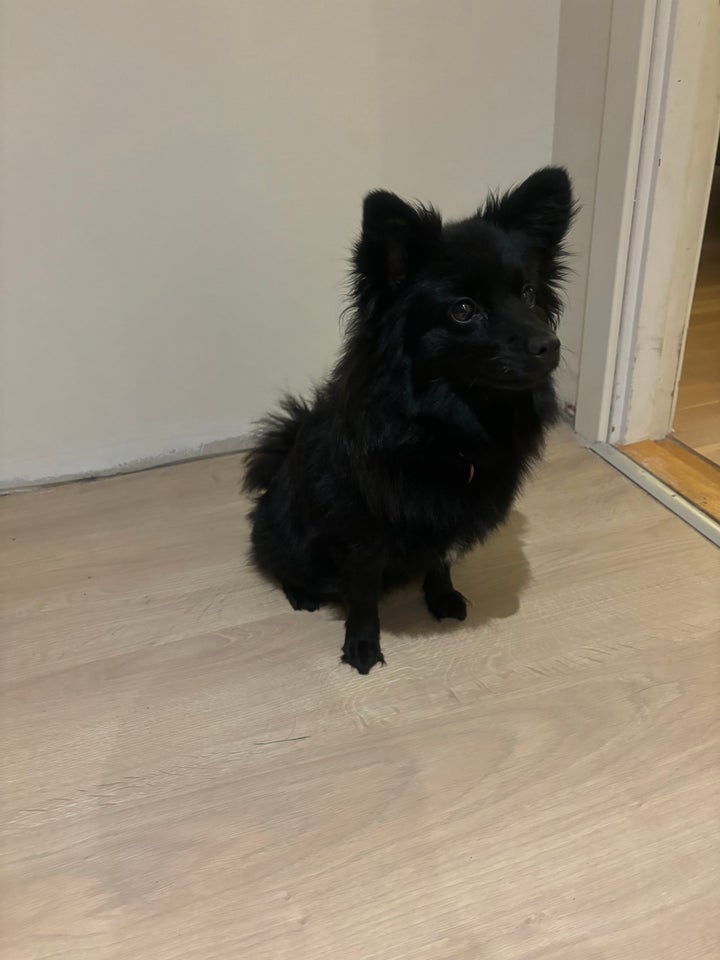 Papillion blanding med pomeranian