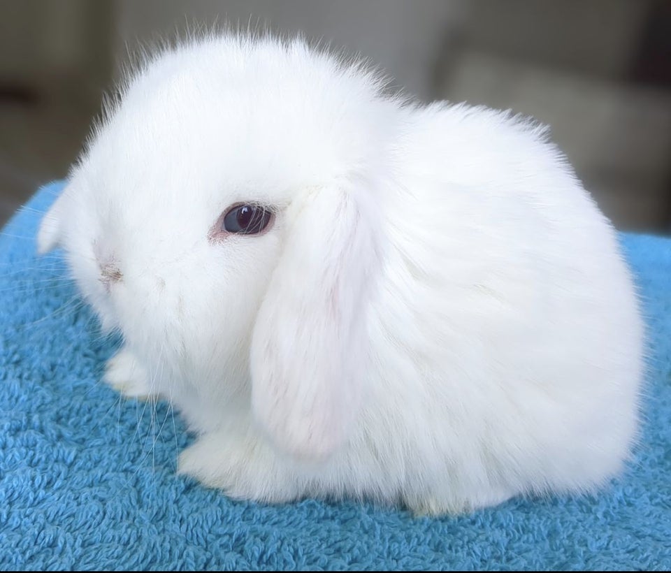 Kanin Minilop kaninunge
