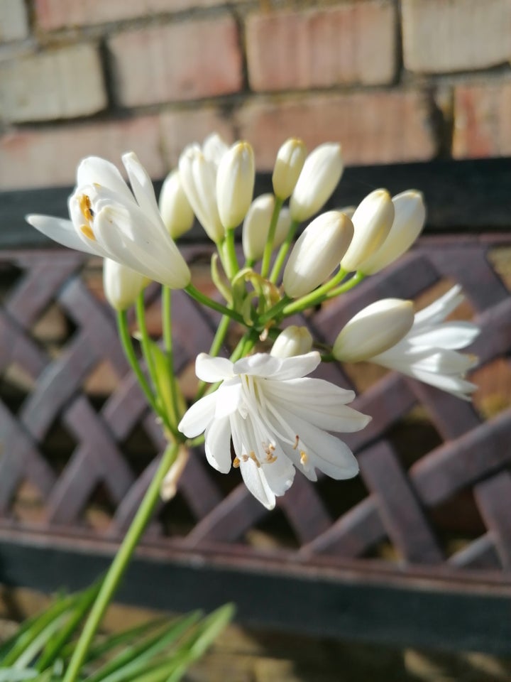 Agapanthus Skærmlilje