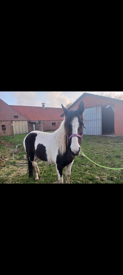 Barockpinto, hoppe, 10 år