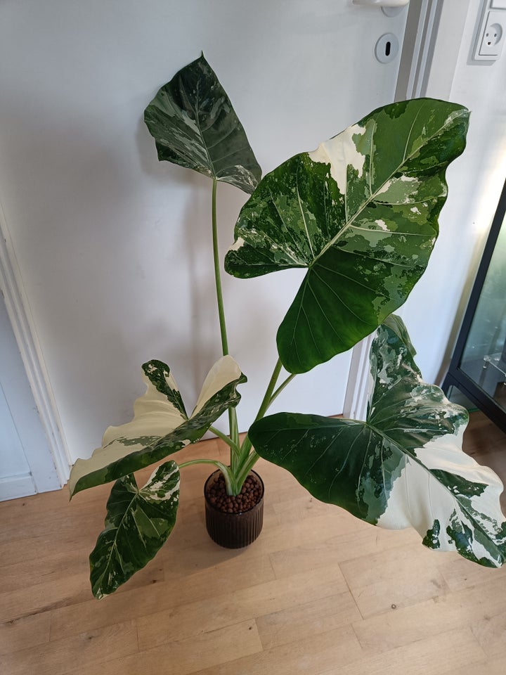 Alocasia, Macrorrhiza Albo