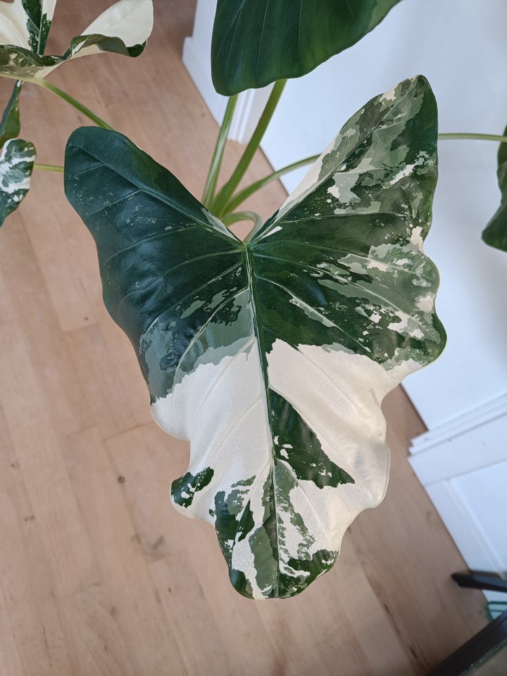 Alocasia, Macrorrhiza Albo