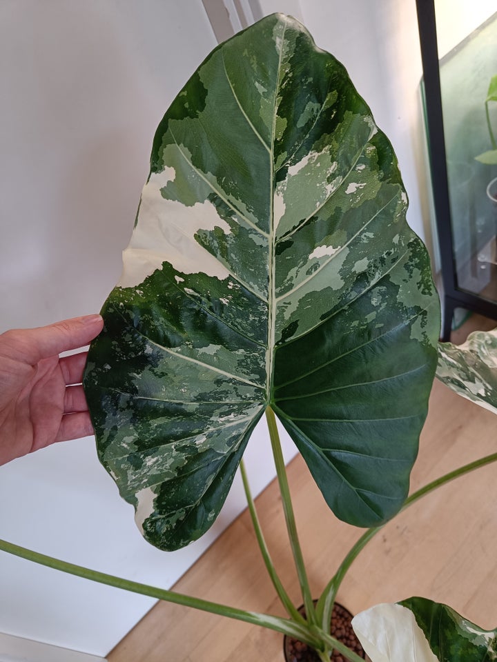 Alocasia, Macrorrhiza Albo