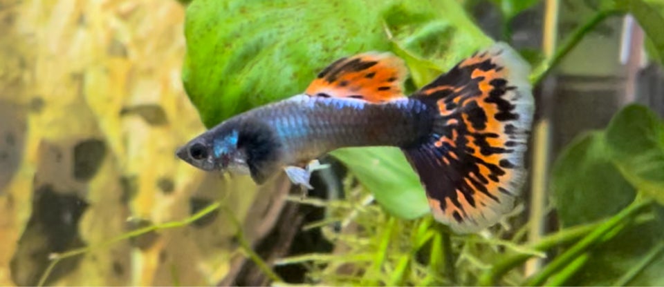 Guppy mix yngel, 7 stk.