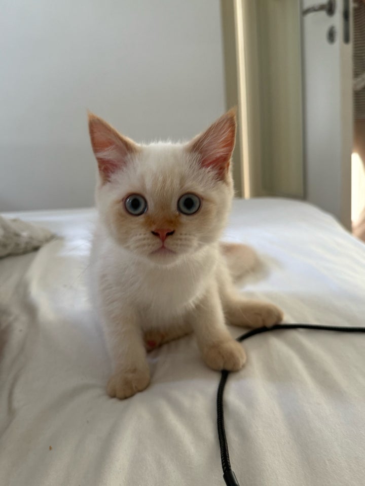 Hankat Blanding exotic shorthair