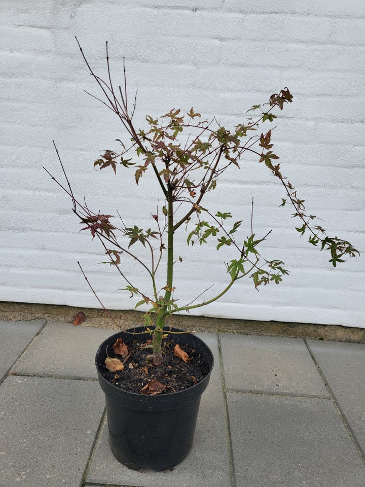 Acer Palmatum Phoenix, Japansk