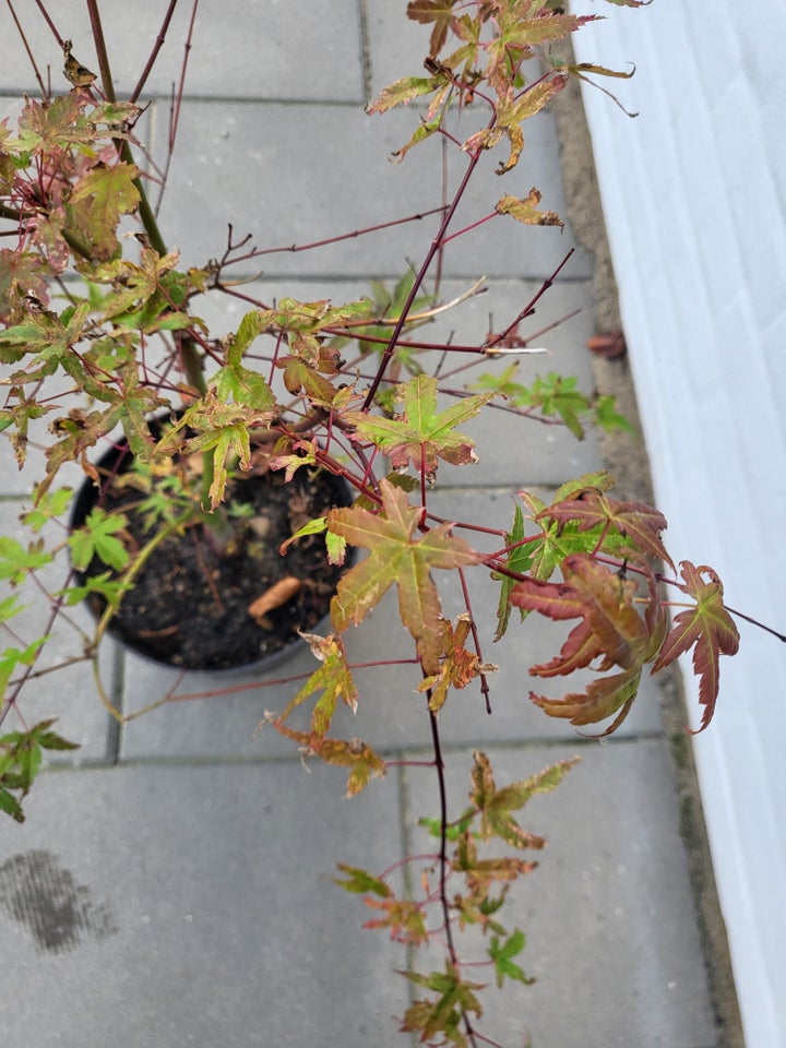 Acer Palmatum Phoenix, Japansk