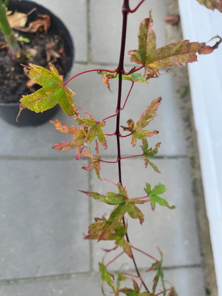 Acer Palmatum Phoenix, Japansk