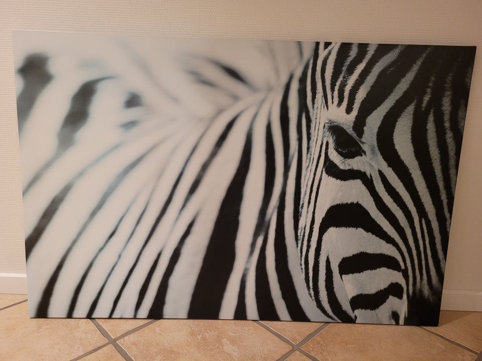 Billede , motiv: Zebra, b: 118 h: 78