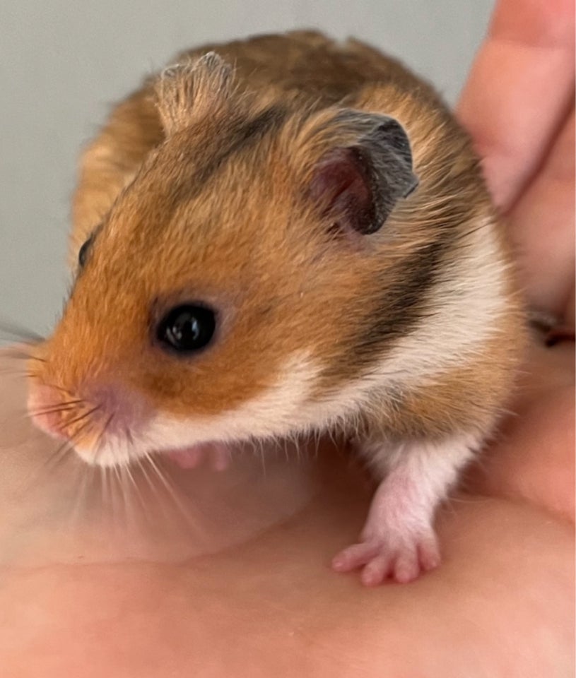 Hamster, Guldhamster, 0 år