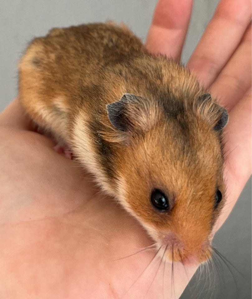 Hamster, Guldhamster, 0 år