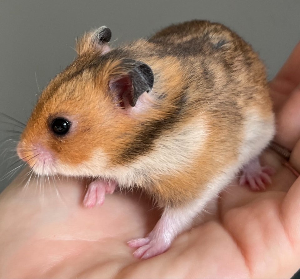 Hamster, Guldhamster, 0 år