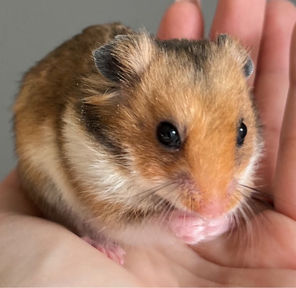 Hamster, Guldhamster, 0 år