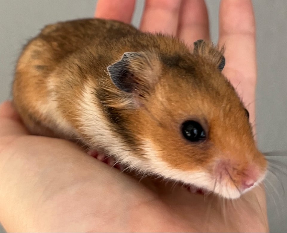 Hamster, Guldhamster, 0 år