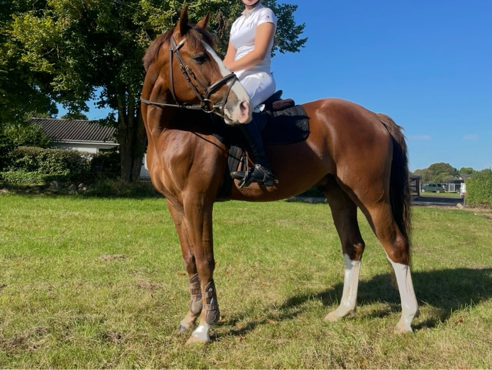 Anden race, vallak, 5 år