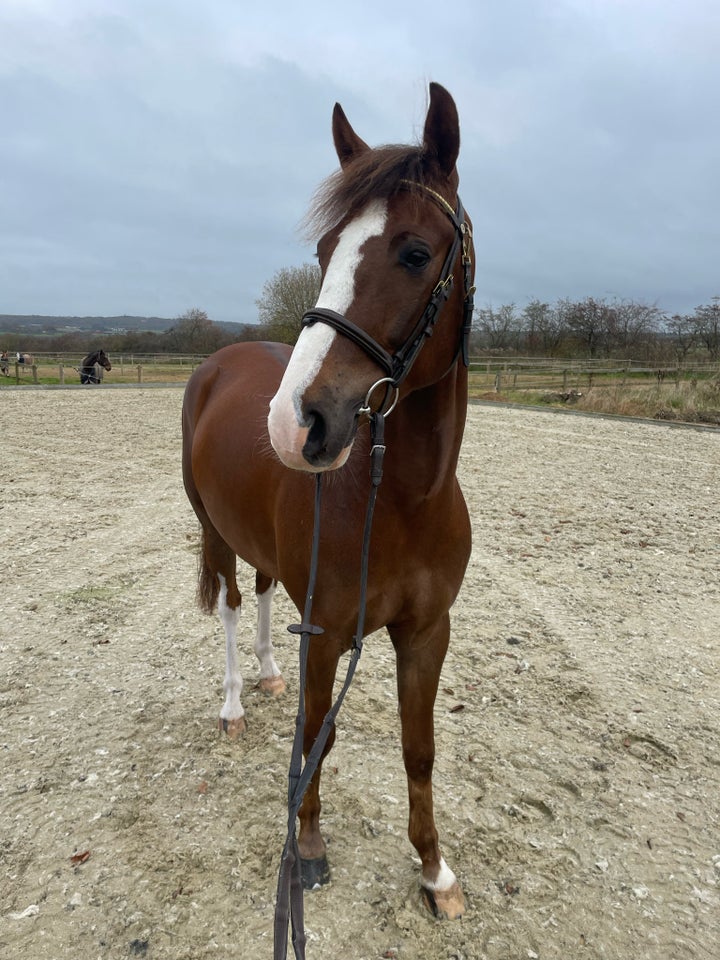 Anden race, vallak, 5 år