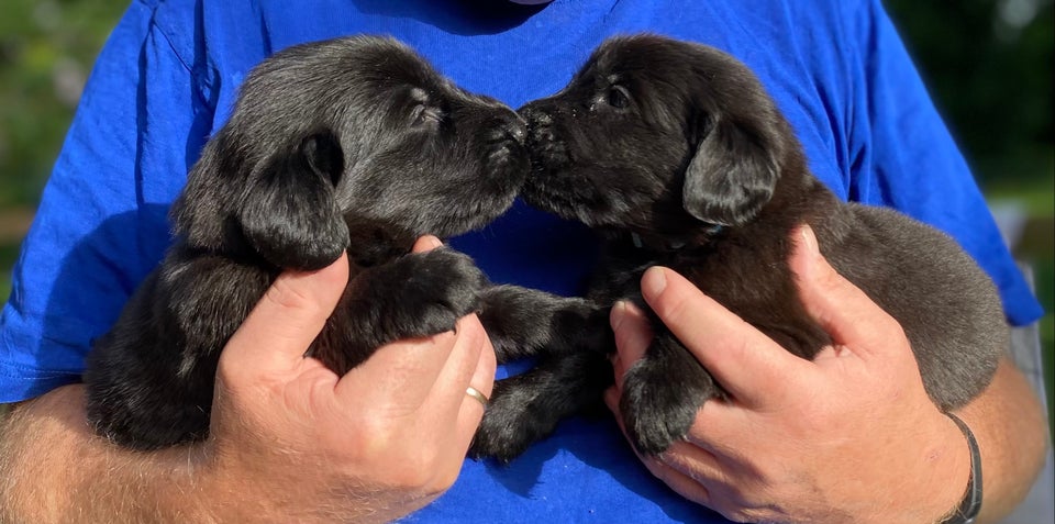 Flatcoated retriever flere