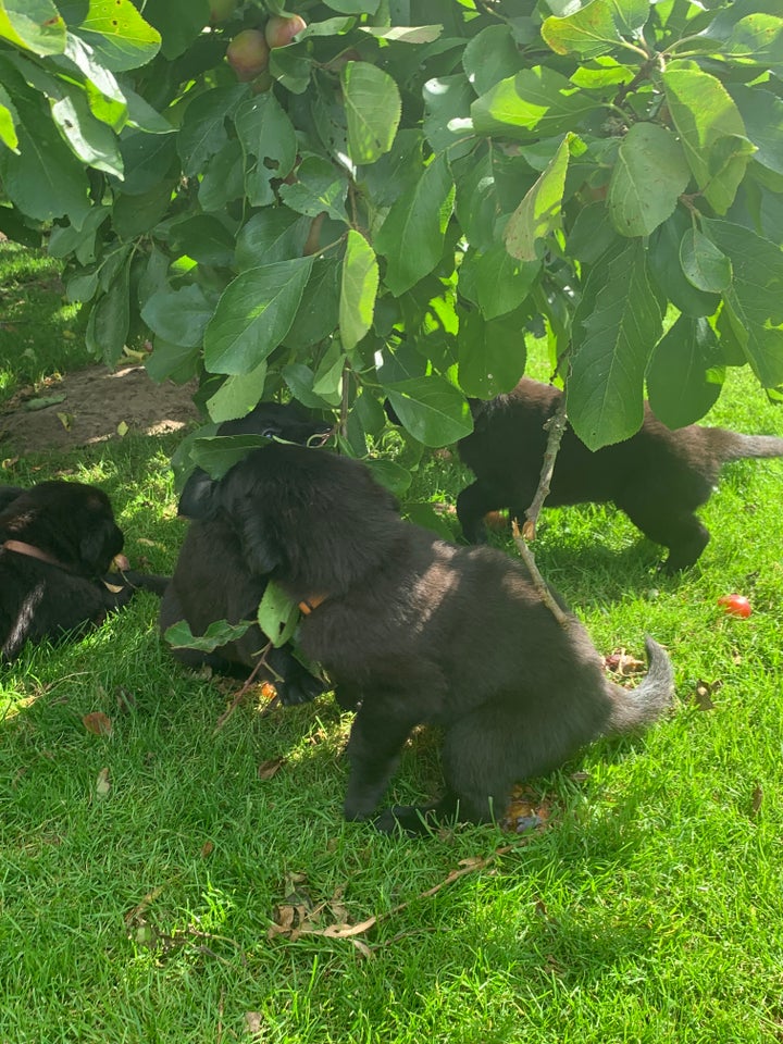 Flatcoated retriever flere