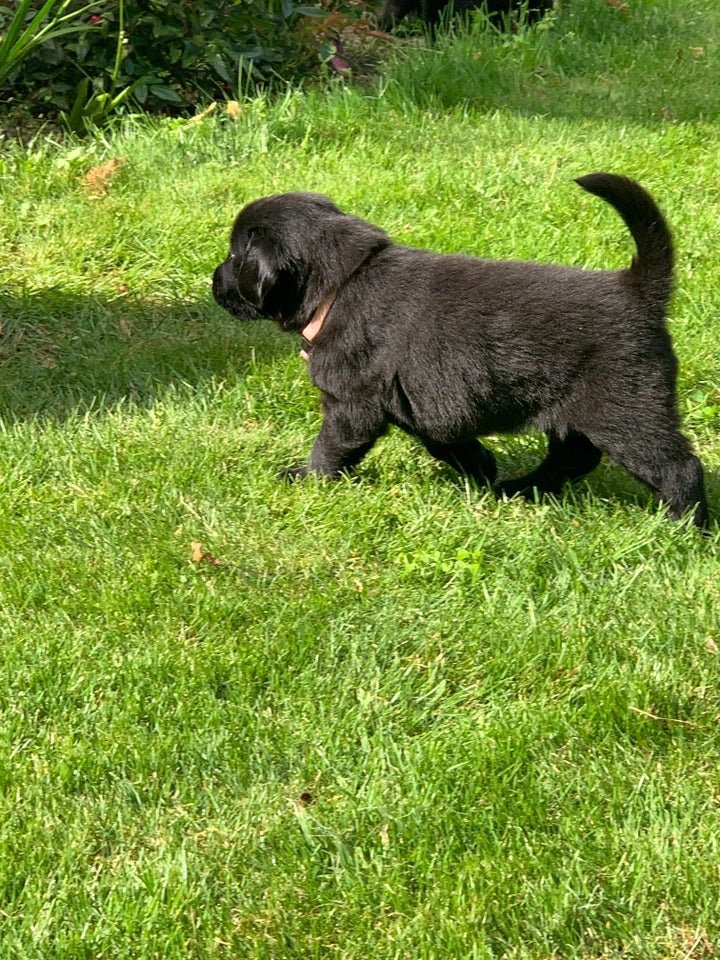 Flatcoated retriever flere