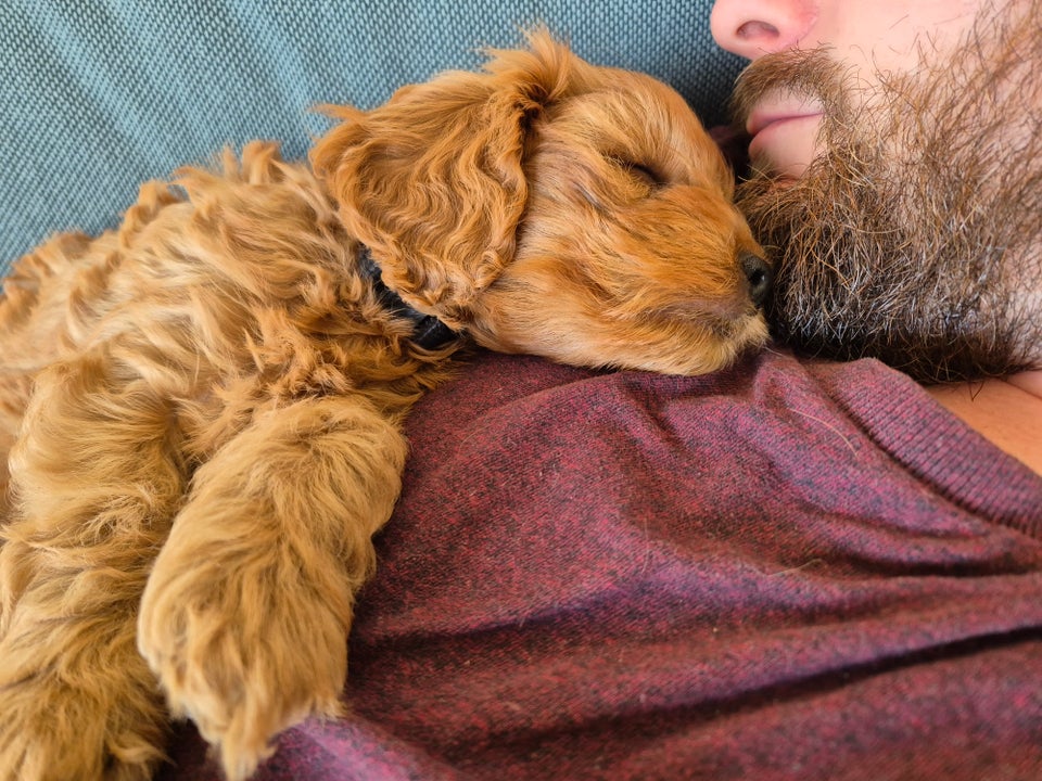 Cavapoo F1 hund 2 år