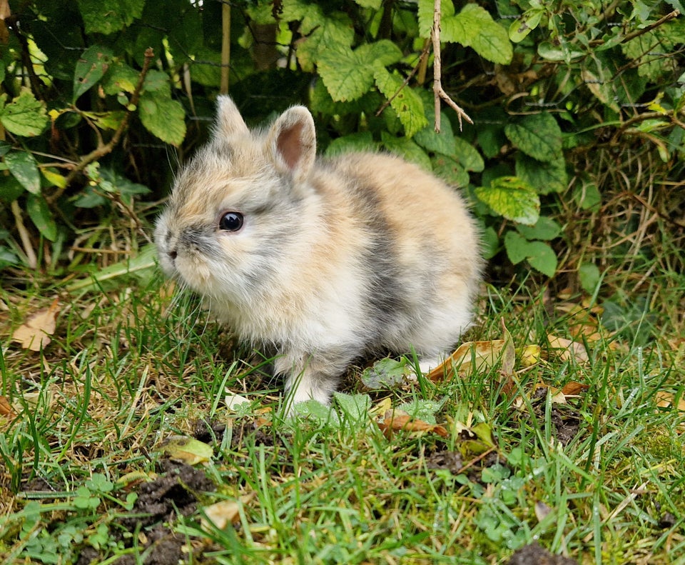 Kanin, Hermelin, 0 år