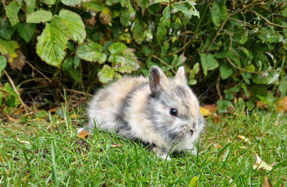 Kanin, Hermelin, 0 år