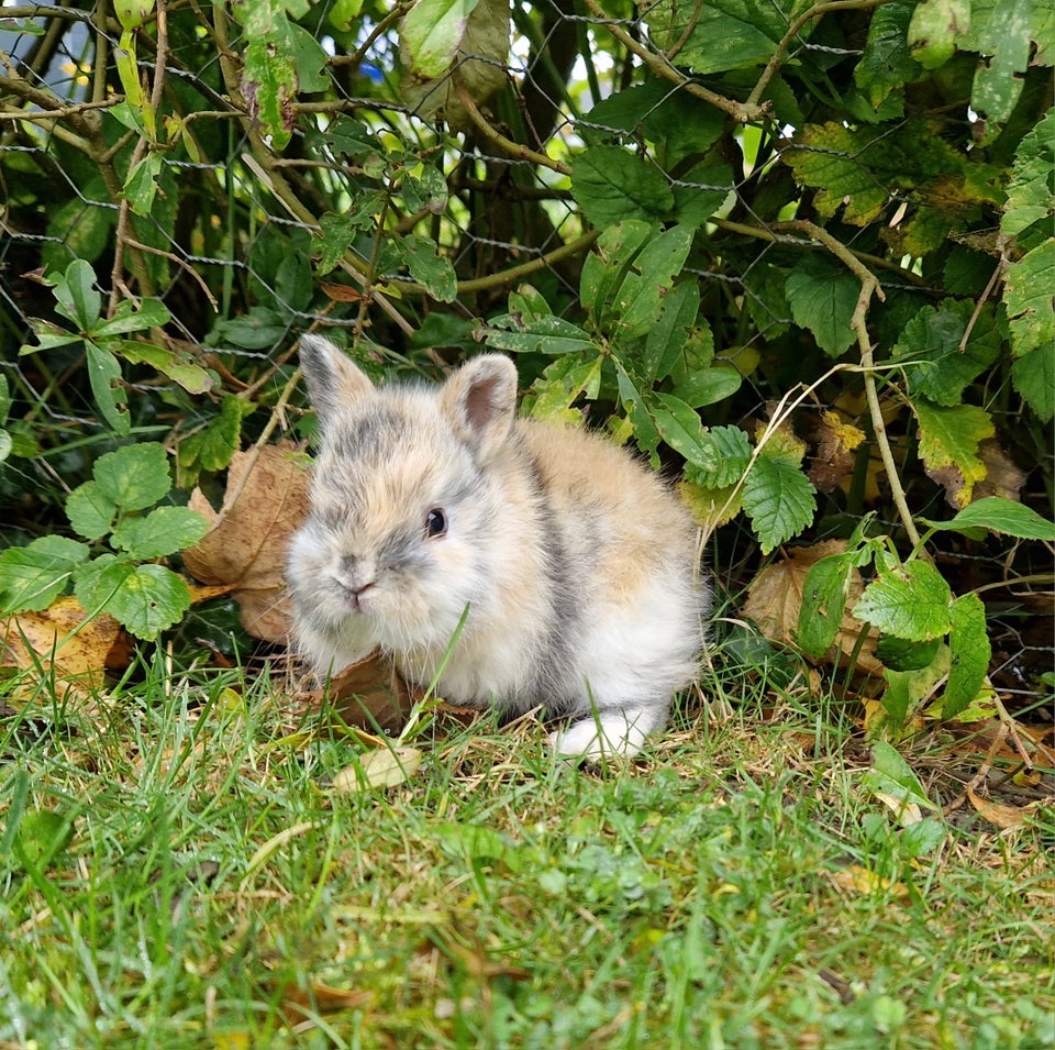 Kanin, Hermelin, 0 år