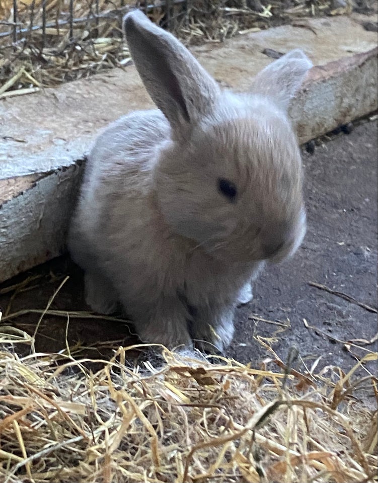 Kanin Fransk vædder 0 år