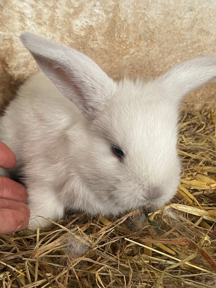 Kanin Fransk vædder 0 år