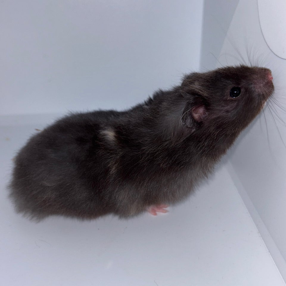 Hamster, Guldhamster, 0 år